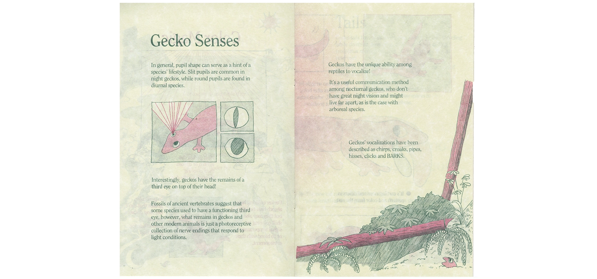 Zine spread titled “Gecko Senses” shows a gecko with a third eye on top of its head reacting to light and two drawings of pupils. To the right, a small gecko pops its head above ground in a forest scene.