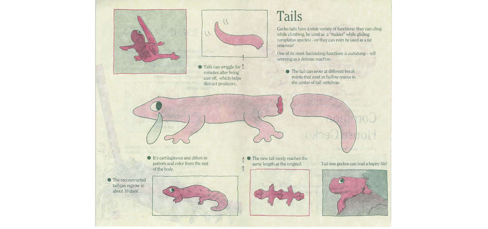 Zine spread titled “Tails” shows a gecko, its tail severed, and a tear rolling out its eye. Five small panels show geckos in different positions or close ups of anatomical features of their tails.