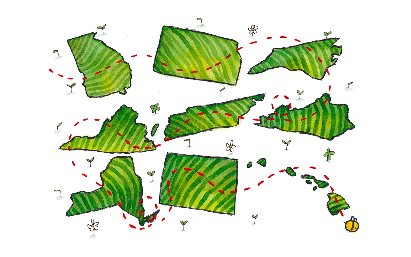 A watercolor painting of the nine states: Georgia, Kansas, North Carolina, Tennessee, Kentucky, New York, Colorado, and Hawaii. There is a red dotted line going through them, with a bee at the end.